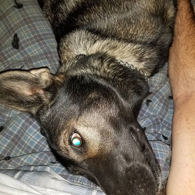 loompafarms's tweet photo. My girl  claymore, snuggling up in the morning cold... https://t.co/6jlR8DVdSa https://t.co/5QuMpqP4Hh