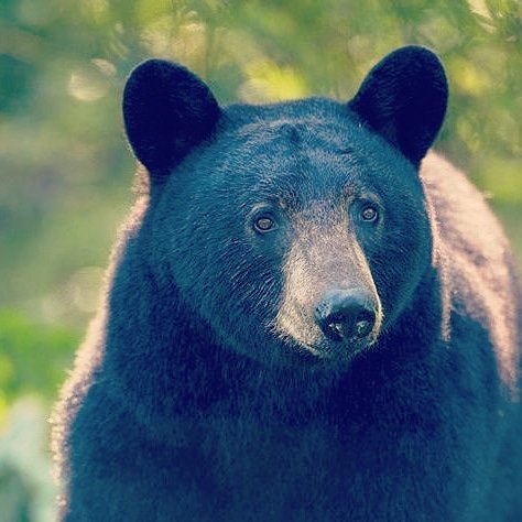 almostafarmBC's tweet photo. So there I was minding my own business when my new neighbour decided to say hi! #almostafarmbc #hgtvcanada #homestead #wtf #whyme #bear #vancouverisland https://t.co/2ij9J9pWk5
