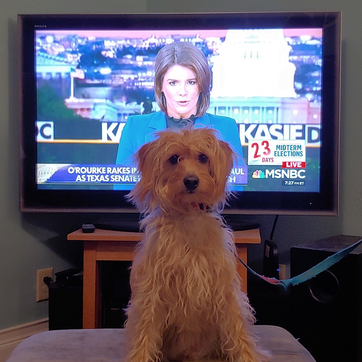 heymelbs's tweet photo. #dogswatchingkcdc #kaseydc #kcdc #msnbc Maggie's weekly Kasey DC fix.. https://t.co/jyi3RDX3rD