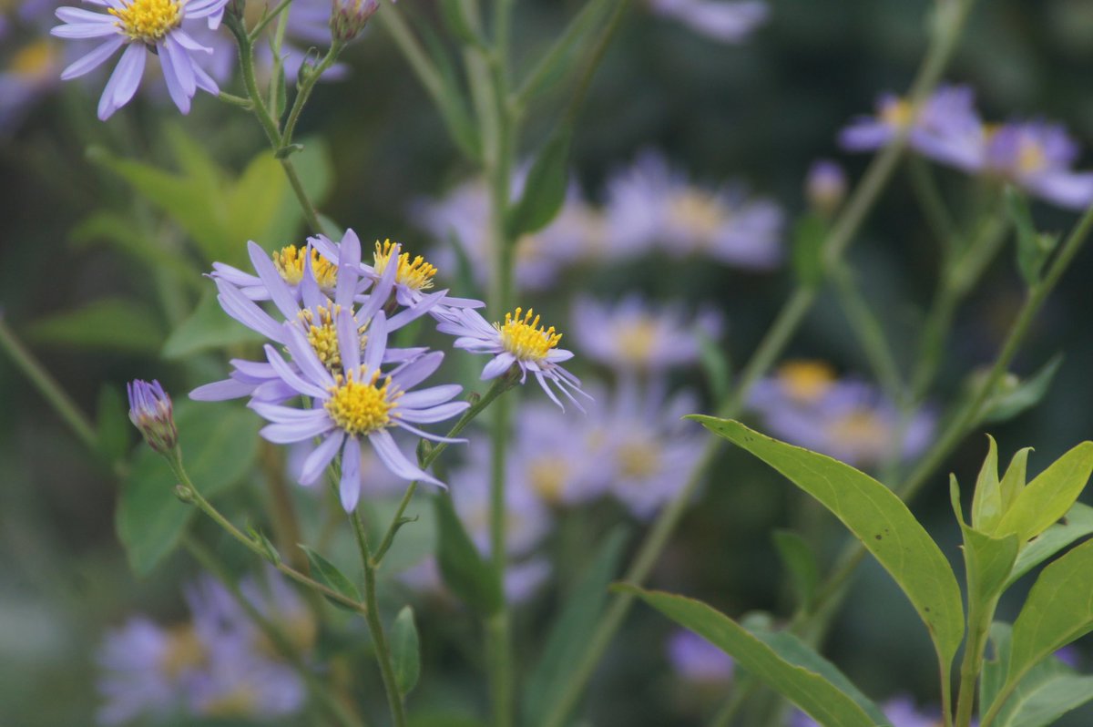 みぅ福島 花写真 菊 紫の菊 写真好きの人と繋がりたい ファインダー越しの私の世界