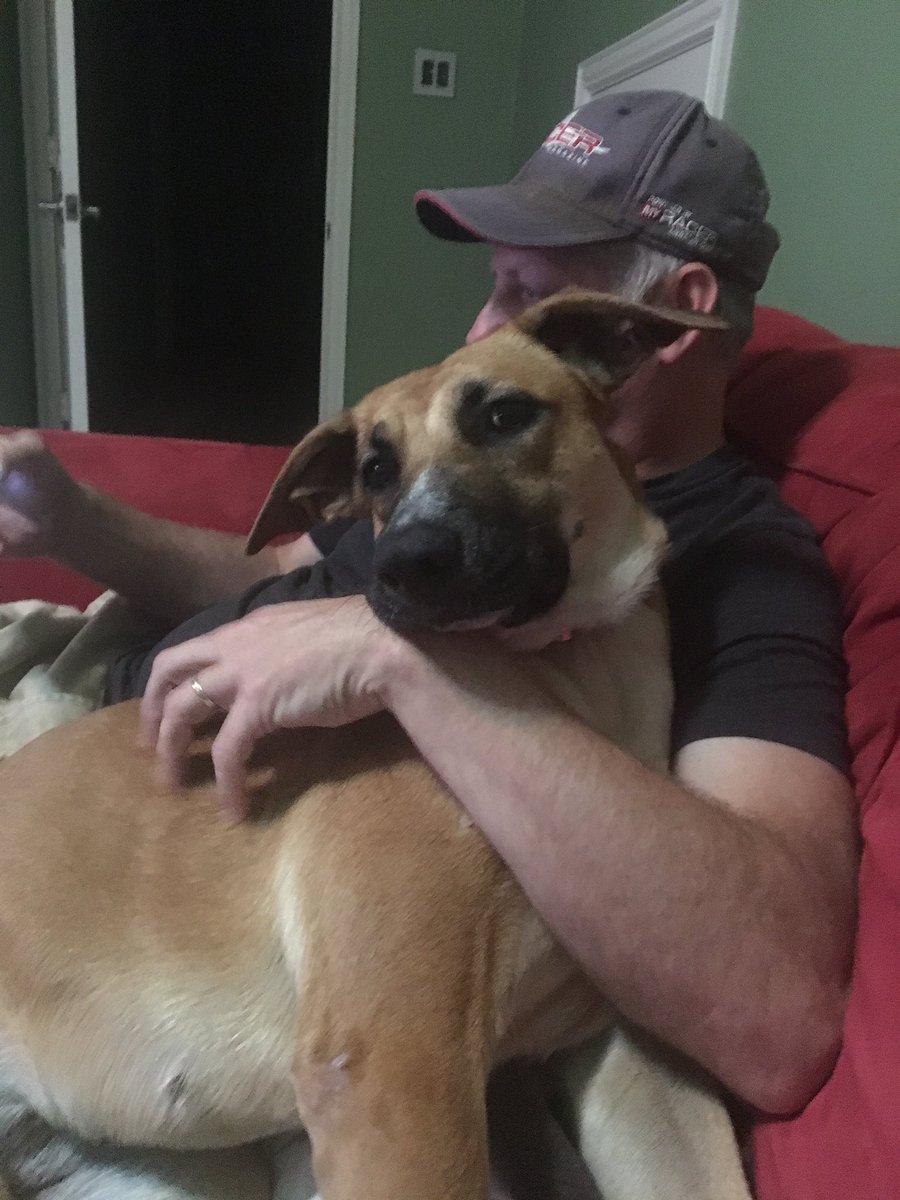 jkGnosis's tweet photo. Betta, our foster dog, adjusting to life outside the shelter #saveADogLife https://t.co/iY939exkDQ