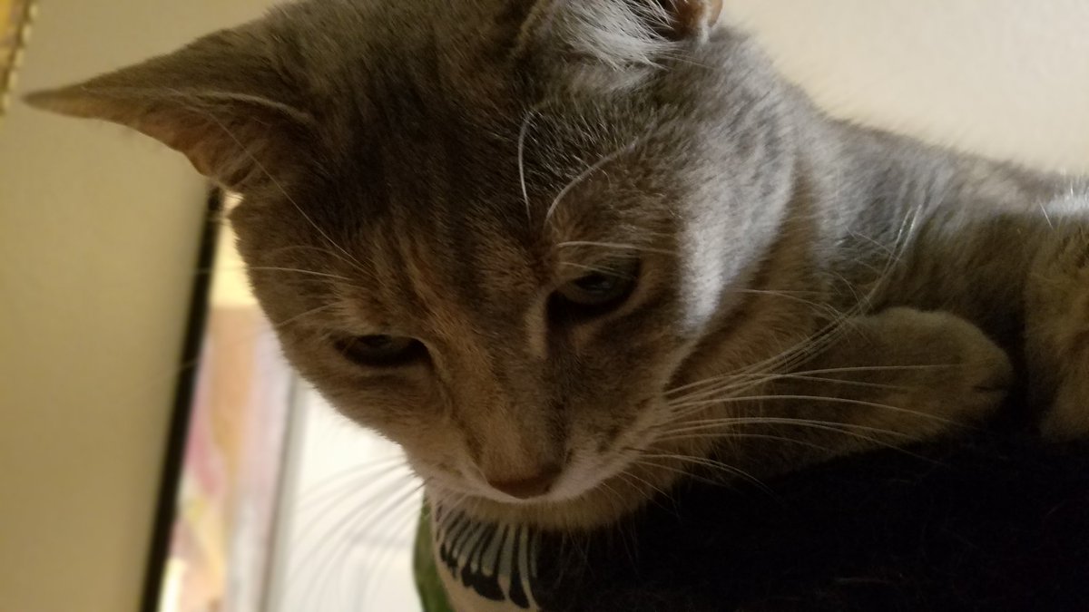BestCatArwyn's tweet photo. And goodbye weekend... we miss mew already!
#BestCatInTraining #FufuCuddlyPoops #cat #catsoftwitter #prettykitty #bedtime #Mondayblues https://t.co/mPzQehULRu