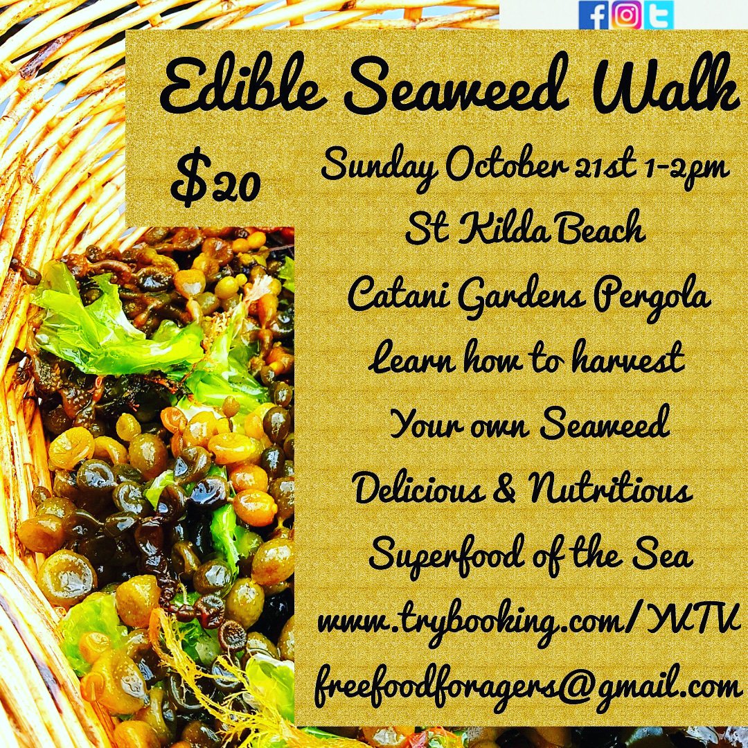 Next Sunday's EDIBLE SEAWEED Walk <a href="/stkildabeach/">junko mandanici</a> is set to be the best day out at the #beach around learning about #free #superfoods from the Sea with the #bushtuckerwoman Ingrid Button tickets only $20 booking out fast! trybooking.com/YVTV