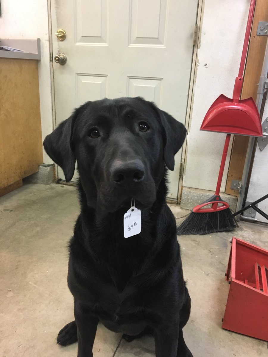 AndrewTorpedo's tweet photo. My favorite #workpartner #blacklabs #mascot #11months #earlybirds #ebay #amazon #vendormall #booth81 https://t.co/22mRDt1mCm