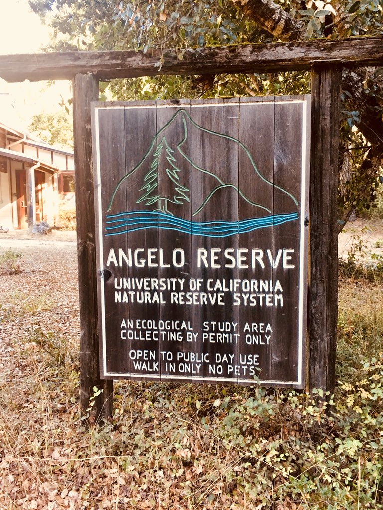 Bucior_ecophys's tweet image. Settled into our next #UCNRS location, Angelo Coast Reseve. Last week we sampled chaparal species and now we’ve got sequoias and other conifers on the docket!