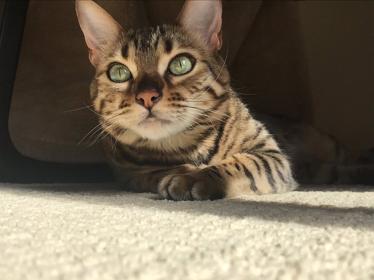 lorentrong's tweet photo. Wakin’ up from my nap like, is the @EllenGeneress show on yet? - - #EllenRateMyCat https://t.co/2D7WBEs6uE