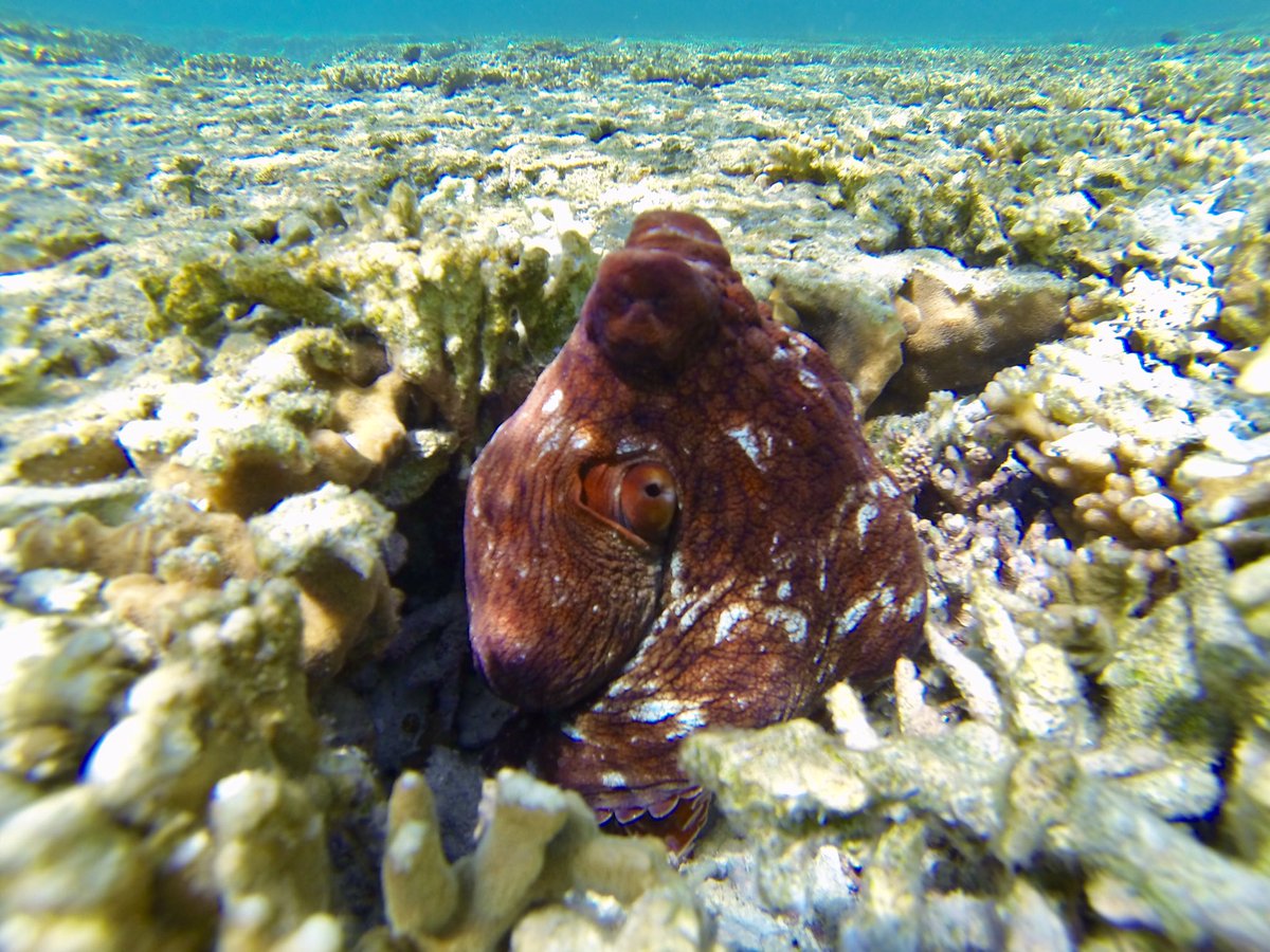 Beautiful octopus 🐙 
#airbuddy #divingeasier #diving #snorkeling #scuba #padi #indiegogo #australia #ladyelliotisland