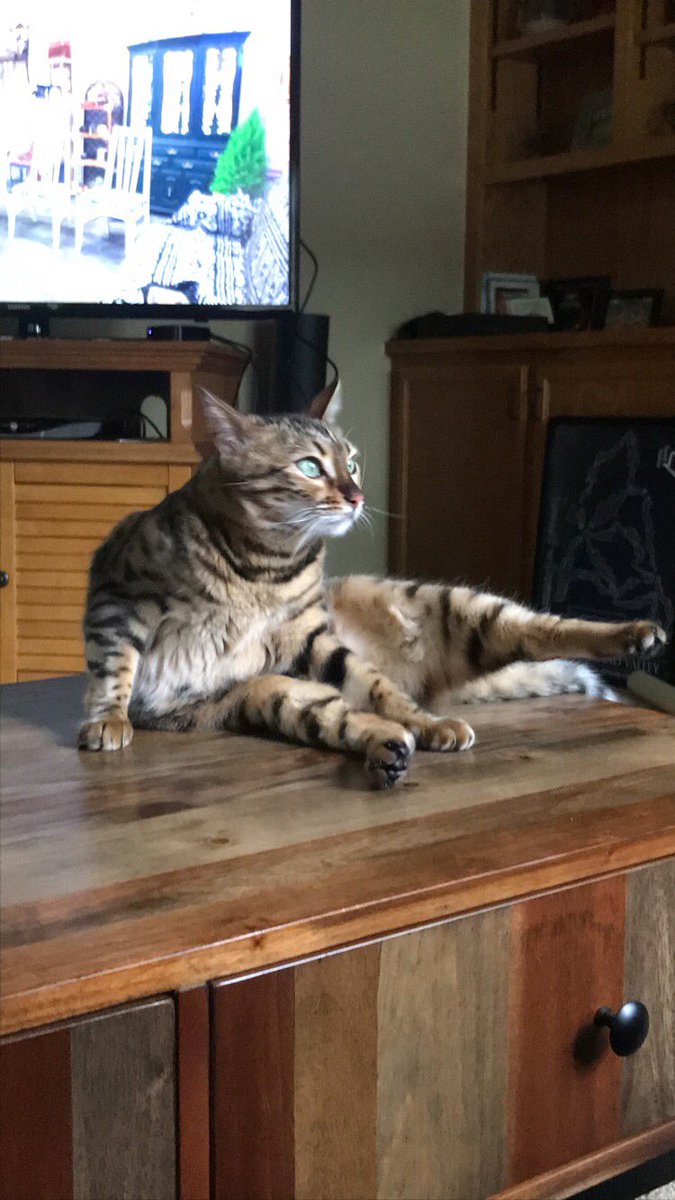 lorentrong's tweet photo. When someone says @TheEllenShow time! #EllenRateMyCat https://t.co/Vn4SxPG4Dr