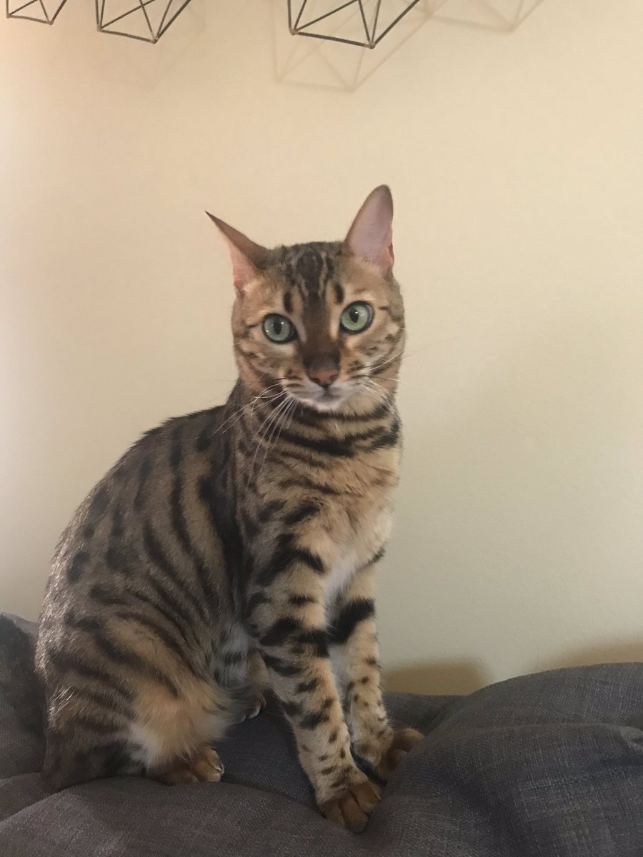 lorentrong's tweet photo. Tell me I’m not cute! #EllenRateMyCat https://t.co/3jJyf0Us5A