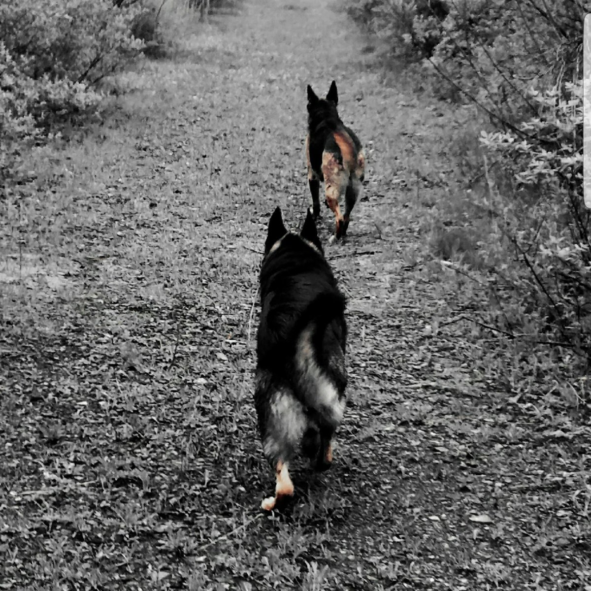 TheLuckyPupp's tweet photo. @PascoSheriff Roxy & Stella have it locked up here in Central NY. Roxy looking for K9 Shep ๐พ๐พ #GotShep ??? #9PMRoutine https://t.co/159kbGfUr6