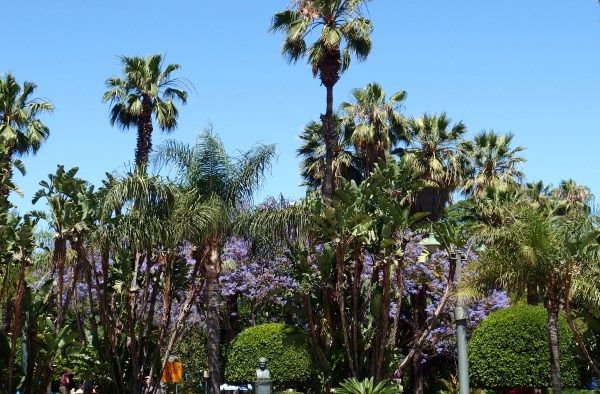 GuidetoMalaga's tweet photo. New week, new series... Favourite parks in #Malaga #1
Paseo del Parque 
Good morning! https://t.co/r60tmKF2Wq