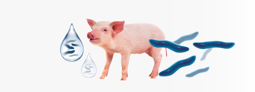 porciNews's tweet image. La #ileítis #porcina es un verdadero problema en las granjas de cerdos y que no siempre recibe atención...Descubre el arma definitiva de @Boehringer_AH  para derrotar a la #bacteria causante de esta enfermedad, y evita las pérdidas #económicas que provoca! ow.ly/3StR30mcb3M