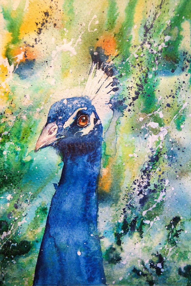 Elidanza's tweet photo. Had some fun at the weekend splashing the paint and inks around
#peacock  #watercolour #wildlifeart #BigArtBoost #thedailysketch #movement #wildlifeartist #wildlife #birds #animalportrait #devon #brightcolours #sunnydays #painting #art https://t.co/Qi6r47w0ao