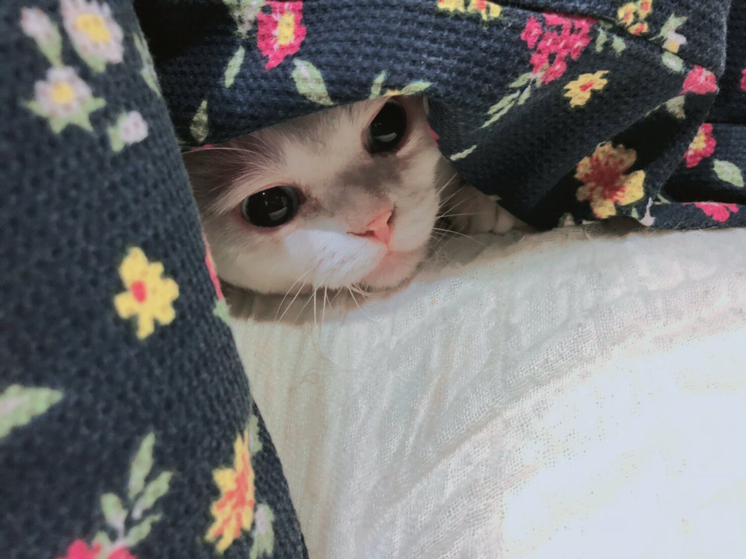 悠木碧 公式 アシュベル 飼い主に包まれたフォルム T Co Iuw2dw6bcf Twitter