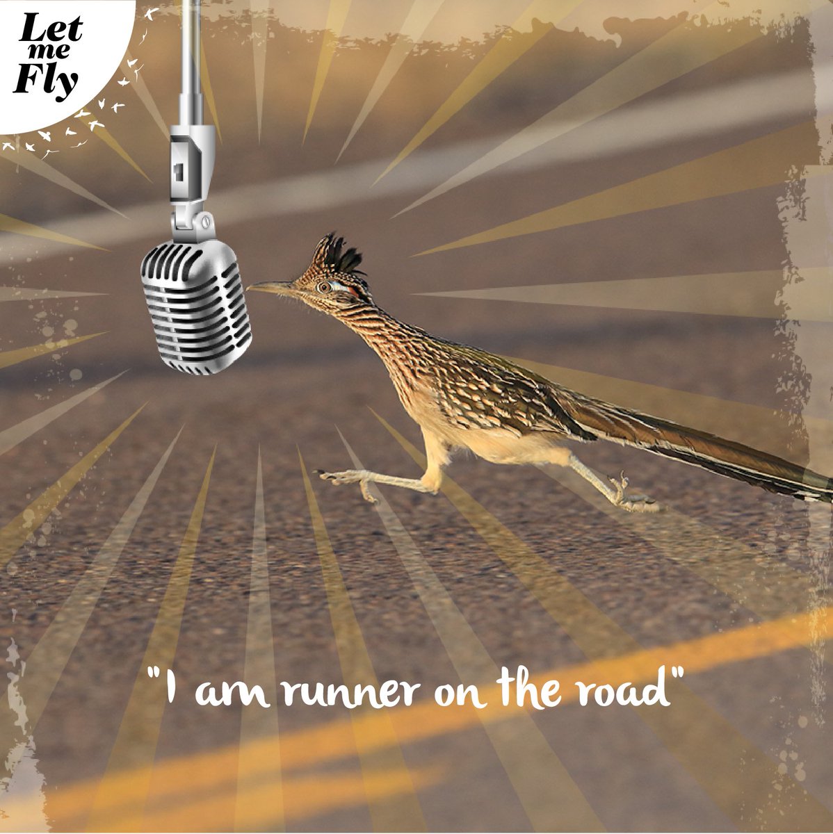 LetMeFlyIndia's tweet photo. Road Runner, the cartoon is an actual bird who runs with an Olympic sprinter' s speed in the American south west. Beep!Beep! #BirdsForThought #LetMeFly #MondayMotivation https://t.co/8DfREkYivq