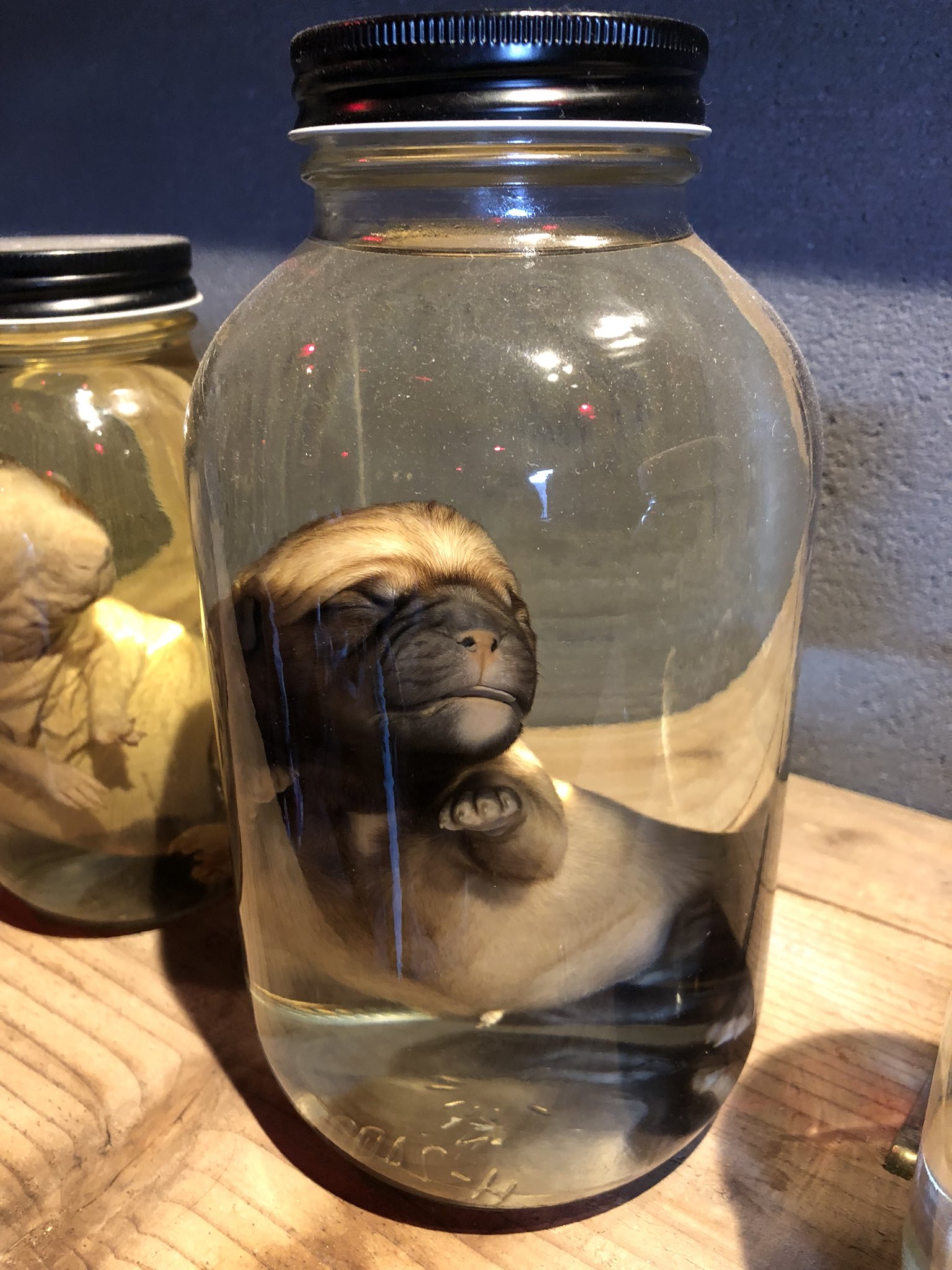 ホルマリン漬け 子犬