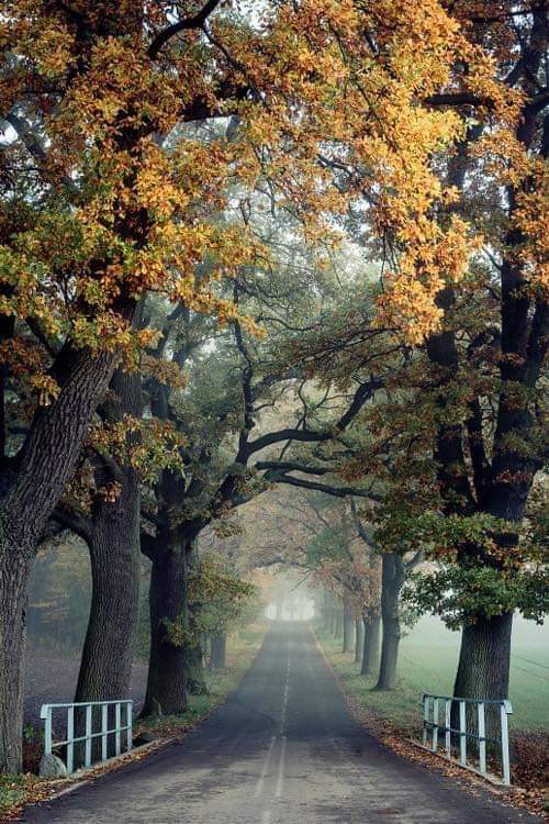 🍃🍂Good Afternoon Friends!🍂🍃