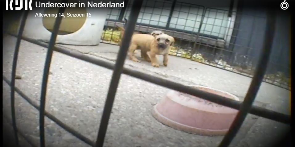 Dierbescherming's tweet photo. Gisteravond dook @AlbertoStegeman opnieuw in de schimmige wereld van de puppyhandel. Helaas blijkt er nog heel veel mis te zijn: https://t.co/VTcs3iMn7g. Check voor meer informatie en onze checklist ook dit artikel: https://t.co/6JoFTRwBHb #undercoverinnederland https://t.co/rt6hIJOL9p