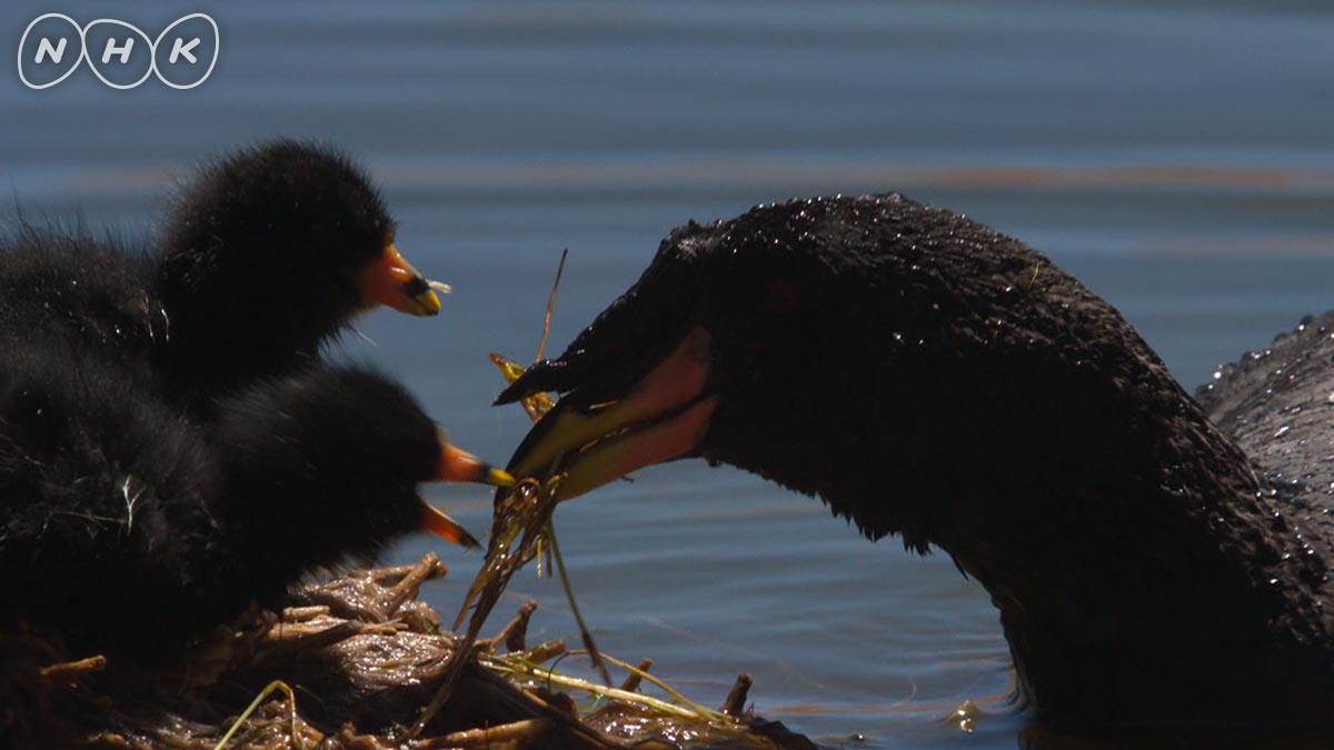 ダーウィンが来た Twitter પર 21日夜7時半は水上ダッシュ鳥 島のように巨大な巣を湖に作る鳥 ツノオオバン ところが 巣の横取りをたくらむライバルやヒナを狙う天敵が出現 撃退の秘策は 水上ダッシュ 波乱万丈の子育て物語 予告 動画 T