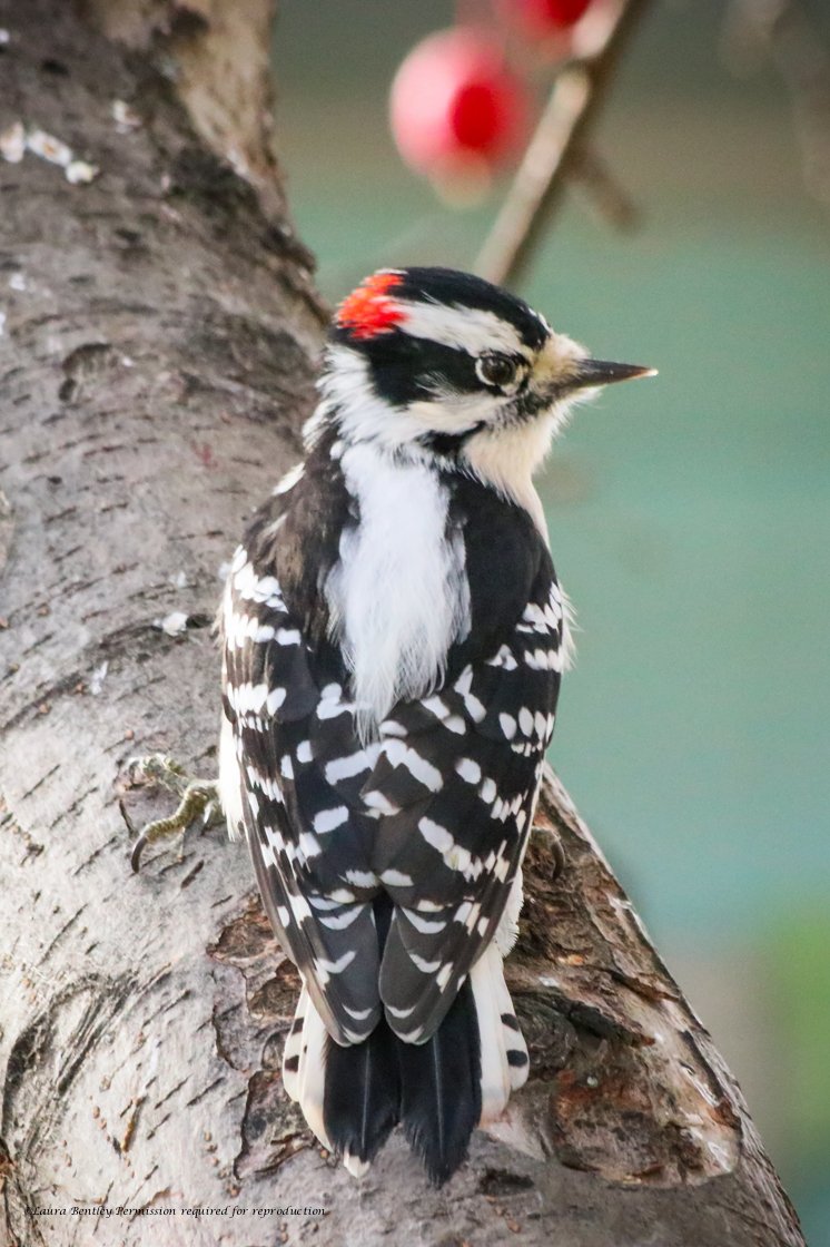 Today male #HairyWoodpecker was back, but was being chased by both the male & female #DownyWoodpeckers. He was laughing :) 1) Downy & Hairy 2) Hairy 3) Downy super close(I think he wanted me to scare Hairy away) 4) Downy Pics all male.