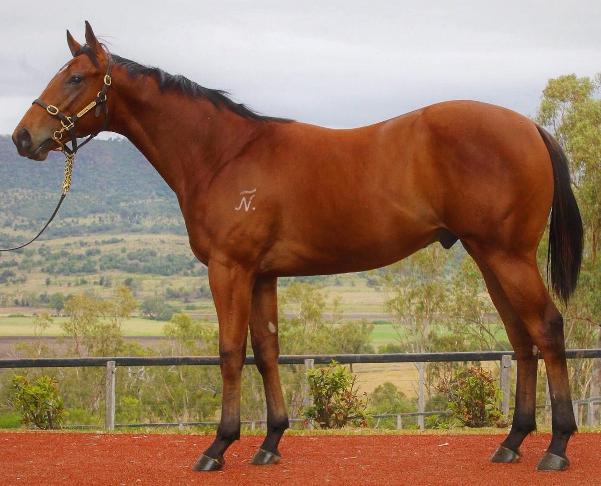 CAULFIELD CARNIVAL GIVEAWAY: We’re giving away 2.5% of our Star Witness x Clara’s Cross colt with expenses covered through to the end of the year (winner is responsible for all costs from 1st Jan 2019). Follow our page &amp; retweet to be entered. Good luck! #ciaronmaherracing