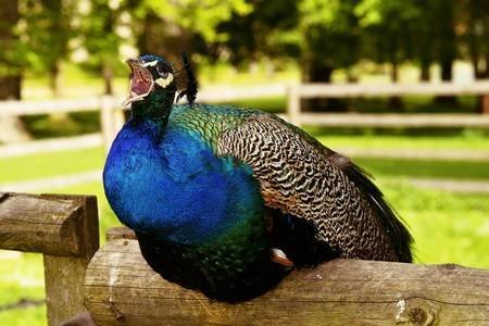 RealesPavo's tweet photo. @Roby_Gonzalez AHHHH! AHHHH!

Traducción de Pavo Real a Español:
Nel, cuentos chinos. Seguro ni viste nada https://t.co/44VzAjqdEK