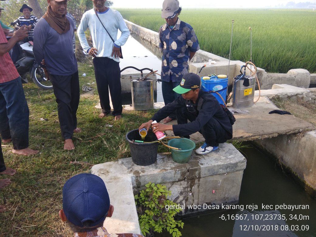 distanhortijbr's tweet photo. Laporan Gerakan Pengendalian OPT Tanaman Padi
Poktan : Sri Reja 4
Desa : Karang reja
Kecamatan : Pebayuran
Kabupaten : Bekasi
Komoditi : Padi
Varietas : Ciherang, ir 42 dll
Waspada gejala Kerdil Rumput da Kerdil Hampa *POPT THL: Rizki Ramdani*
#bptph
#jabarjuaralahirbatin https://t.co/Cy9JXGUo5v