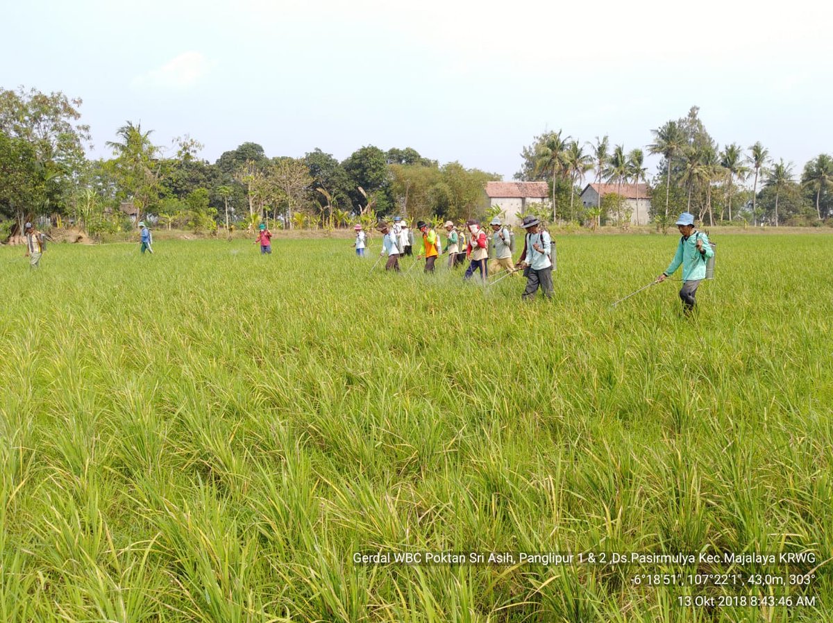 distanhortijbr's tweet photo. Laporan Gerakan Pengendalian OPT Tanaman Padi
Kabupaten : Karawang
Kecamatan : Majalaya
Desa : Lemahmulya
Kelota : Sri Asih, Panglipur I & II
Varietas : Inpari 33, Inpari , 32, CH dll
Kesimpulan : Waspada Populasi WBC lanjutan *POPT : Sri Idah Fariyana, SP*
#bptph
#jabarjuara https://t.co/qSG12fdS4z