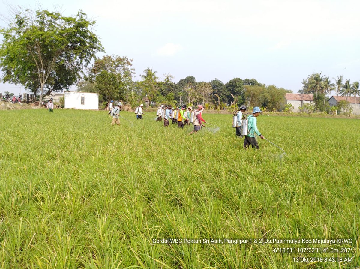 distanhortijbr's tweet photo. Laporan Gerakan Pengendalian OPT Tanaman Padi
Kabupaten : Karawang
Kecamatan : Majalaya
Desa : Lemahmulya
Kelota : Sri Asih, Panglipur I & II
Varietas : Inpari 33, Inpari , 32, CH dll
Kesimpulan : Waspada Populasi WBC lanjutan *POPT : Sri Idah Fariyana, SP*
#bptph
#jabarjuara https://t.co/qSG12fdS4z