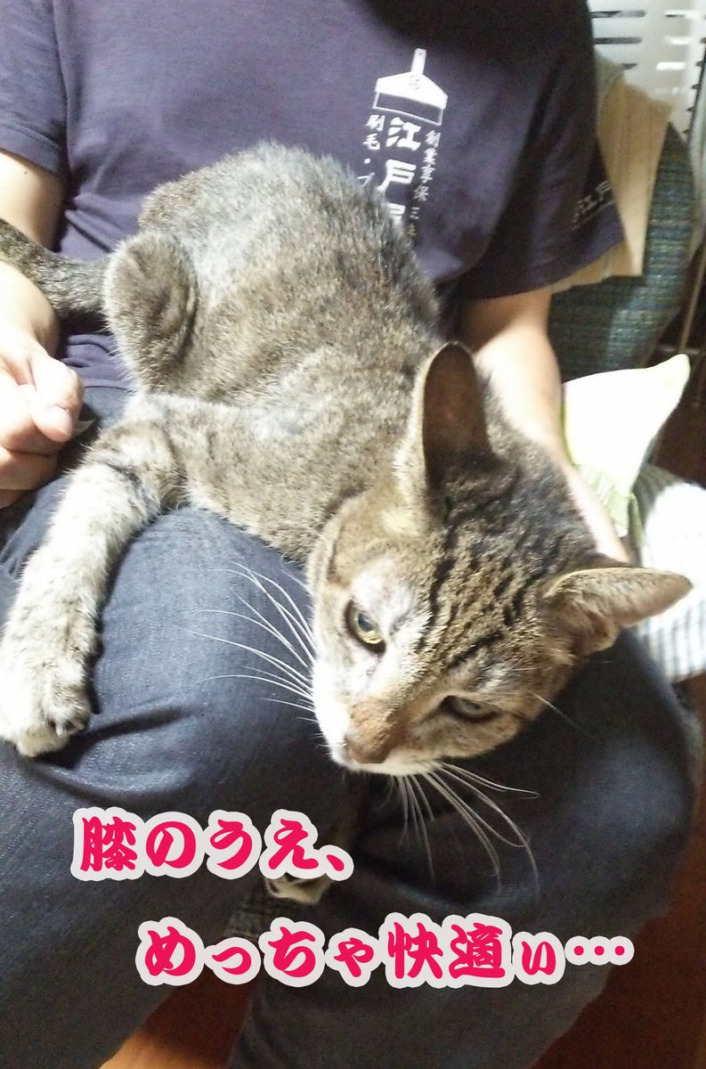 ゆすら tweet media
