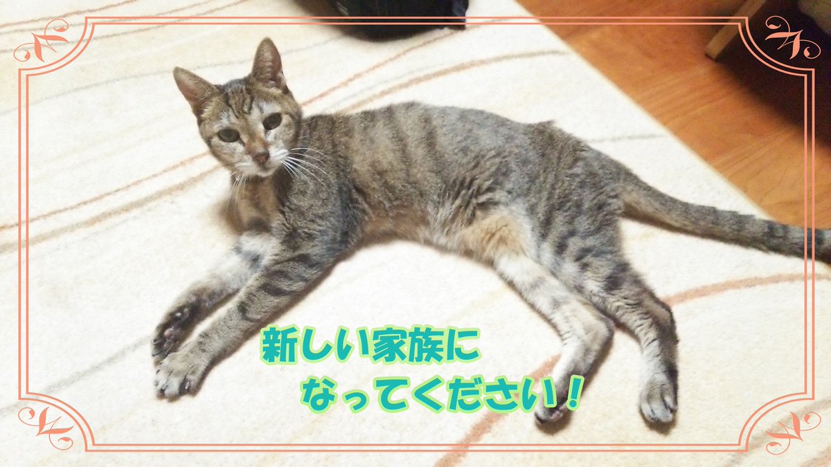 ゆすら tweet media
