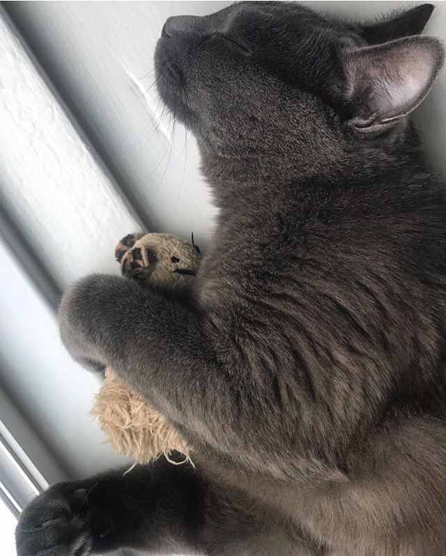 hookerbeercolt's tweet photo. An excuse to post a pic of Coby 🤗——> Subaru of New England will donate $5 to @cthumanesociety critters for every post with #snelovespets ! 
#SNElovespets #CThumanelovesSNE #SayCheese #PictureTime #justaboyandhismouse https://t.co/i3euqaP4ve https://t.co/dzhxYc2Np8