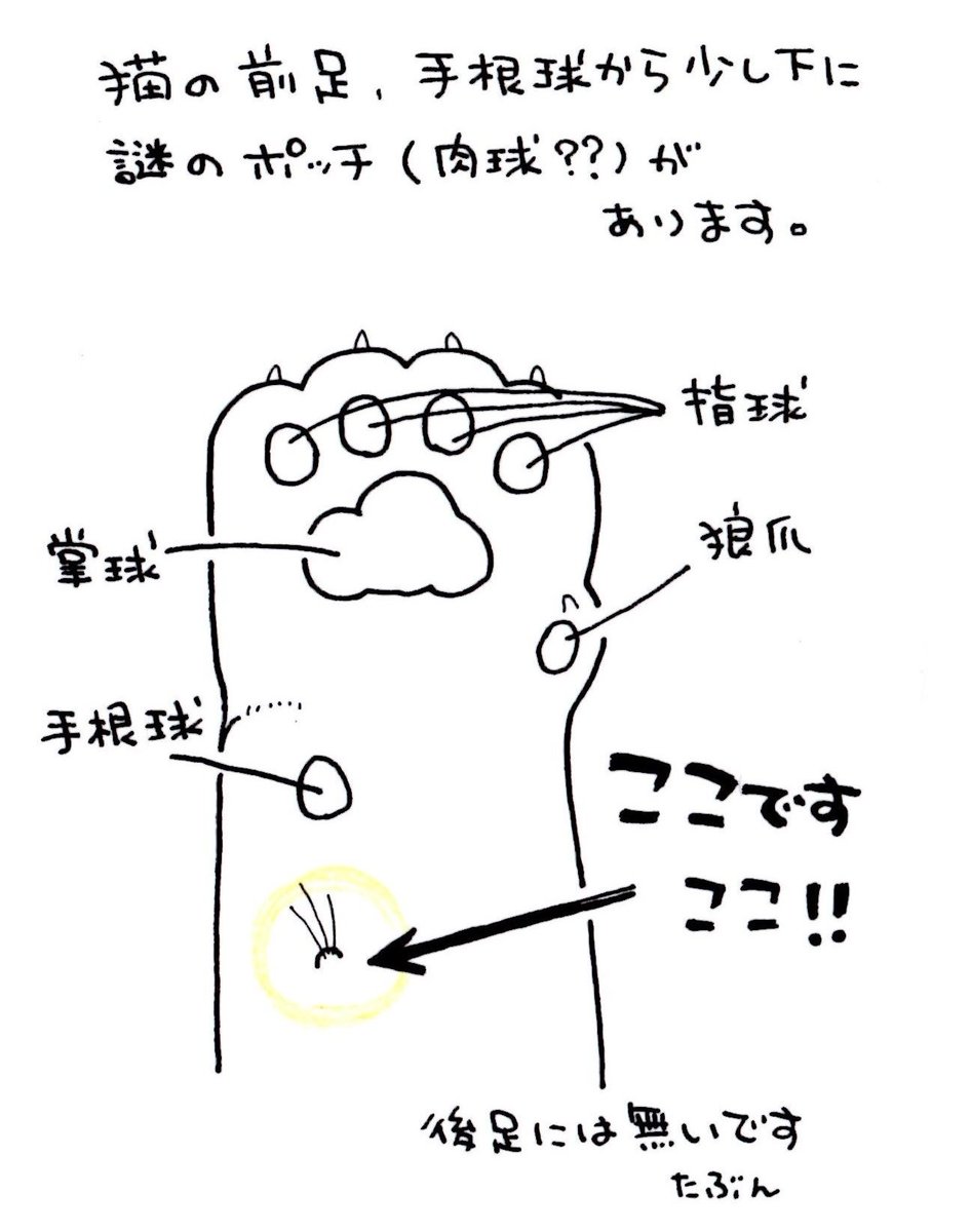 謎の肉球(？？？)の正体をご存知の方いらっしゃいませんか？ ずっと気