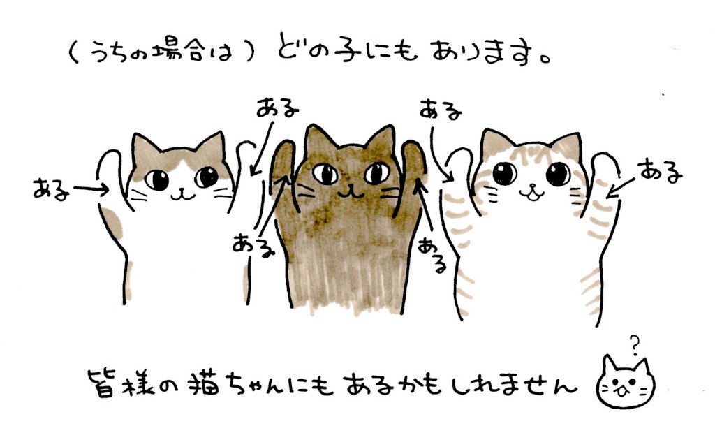 謎の肉球(？？？)の正体をご存知の方いらっしゃいませんか？ ずっと気