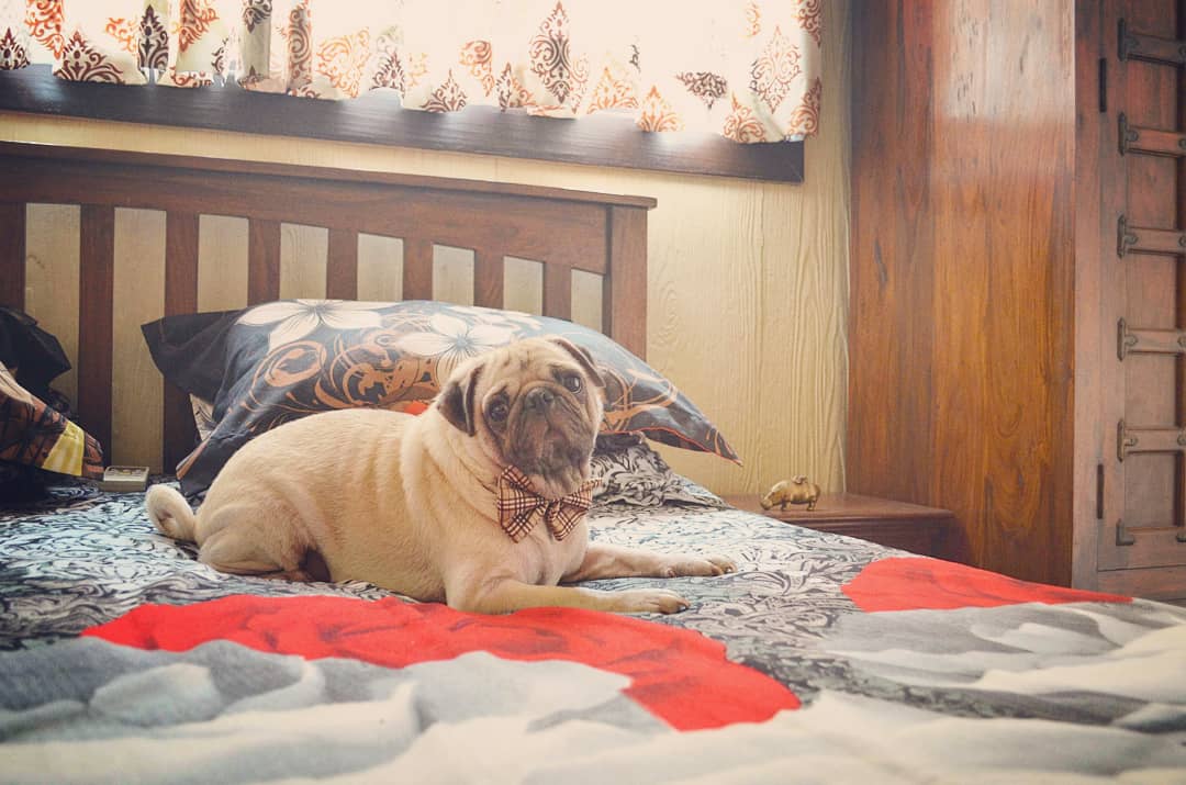 OhMyPugness's tweet photo. Monday? Nope, not getting out of bed! 🐶😴
#pawsome #MondayMorning #Mondayblues #mondays #lazy #bed #dogs #DogsofTwitter #pugsofinstagram #puglife #cutenessOVERLOAD #cutiepie #supercute #handsome #bow https://t.co/7MQToiA7iB