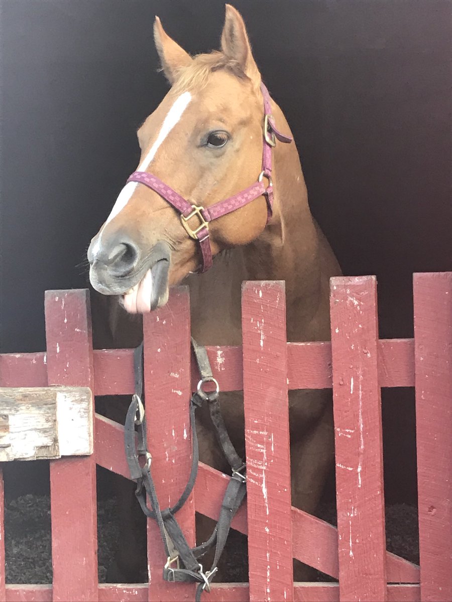 Jessica_3480's tweet photo. Had a amazing time meeting these majestic creatures❤️ at the Bergen Horse Rescue in Mahwah,NJ @angiabar thank you for showing us around #BCHR #PR3480 https://t.co/83vUfkXIso