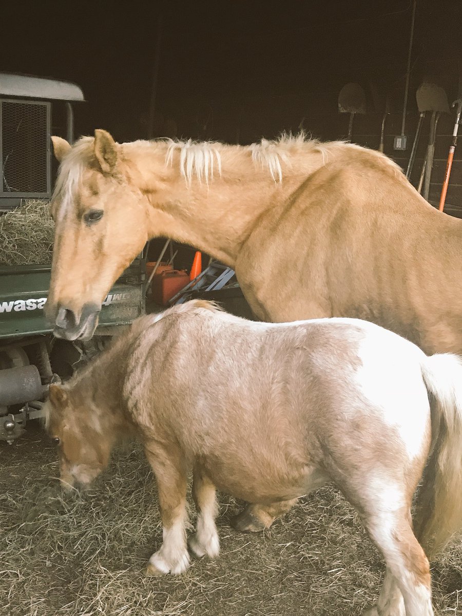 Jessica_3480's tweet photo. Had a amazing time meeting these majestic creatures❤️ at the Bergen Horse Rescue in Mahwah,NJ @angiabar thank you for showing us around #BCHR #PR3480 https://t.co/83vUfkXIso