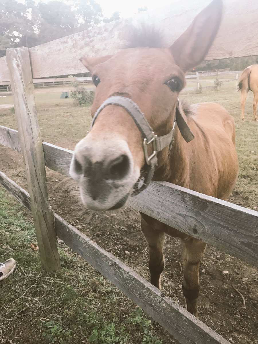 Jessica_3480's tweet photo. Had a amazing time meeting these majestic creatures❤️ at the Bergen Horse Rescue in Mahwah,NJ @angiabar thank you for showing us around #BCHR #PR3480 https://t.co/83vUfkXIso