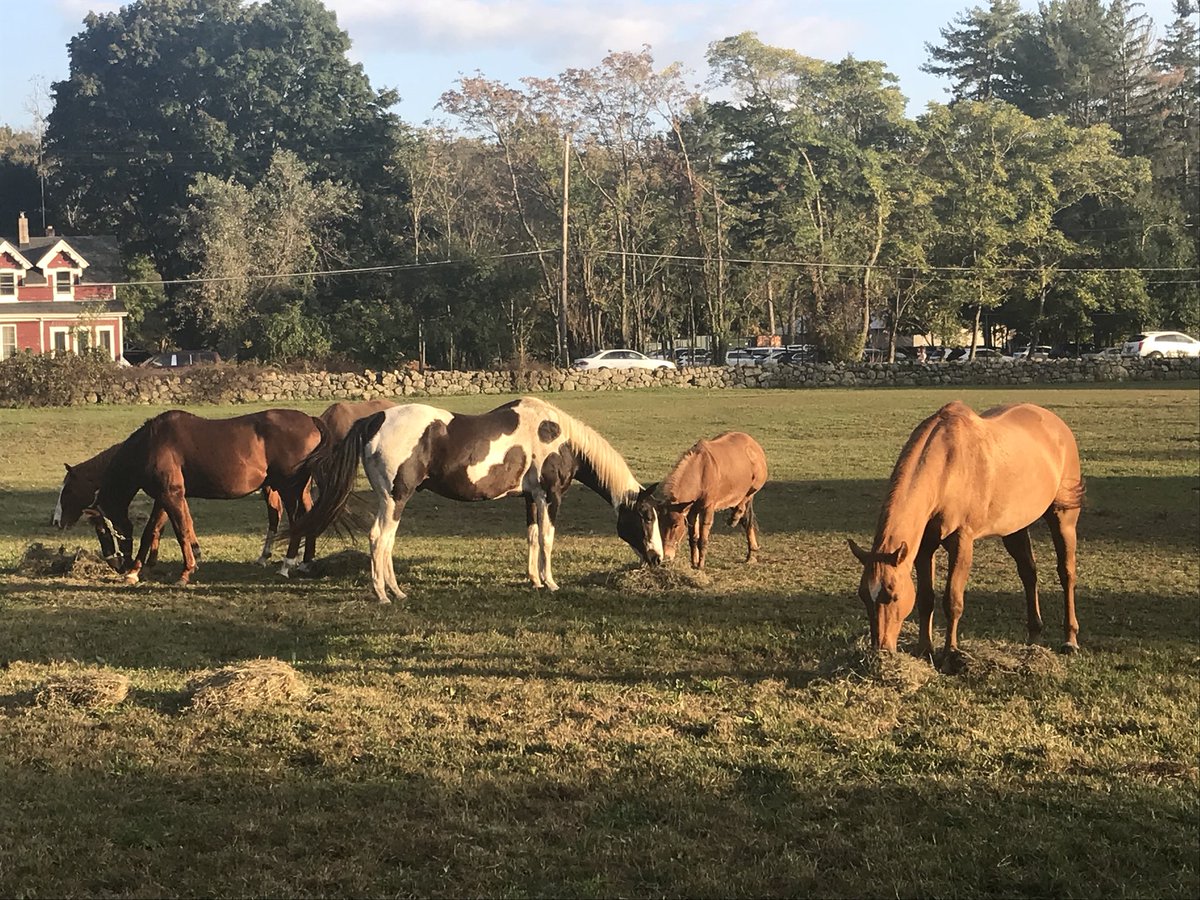 Jessica_3480's tweet photo. Had a amazing time meeting these majestic creatures❤️ at the Bergen Horse Rescue in Mahwah,NJ @angiabar thank you for showing us around #BCHR #PR3480 https://t.co/83vUfkXIso