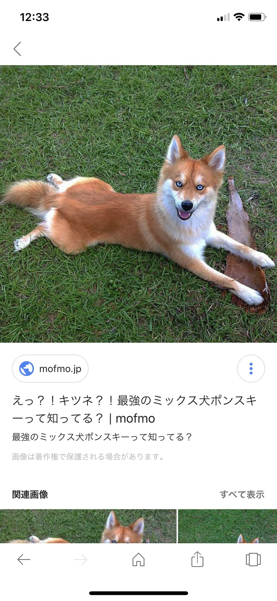 ポンスキーがかわいそうと言われる理由は 失敗って何 値段を調査 愛犬と満喫ライフ 犬 が飼い主を大好きに 子犬のしつけの悩みも解決して正しいドッグフードの選び方も紹介