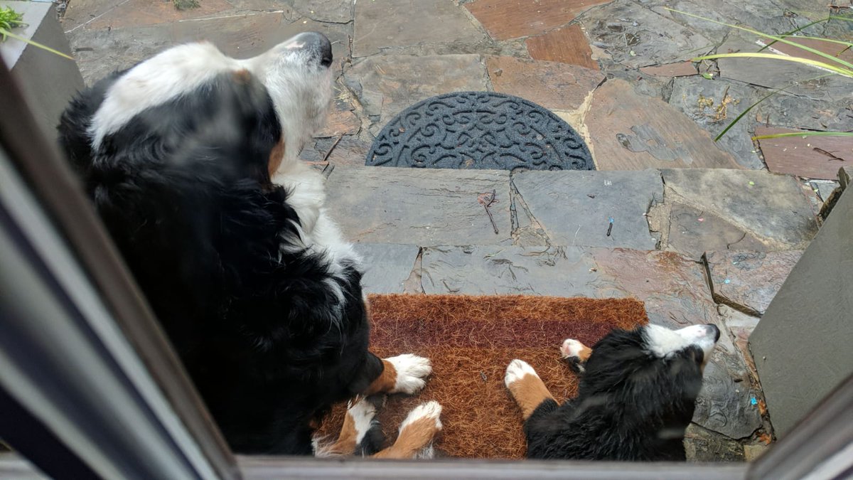 meansec's tweet photo. My duo of #DFIRdog for @likethecoins https://t.co/Bldq21s4mq