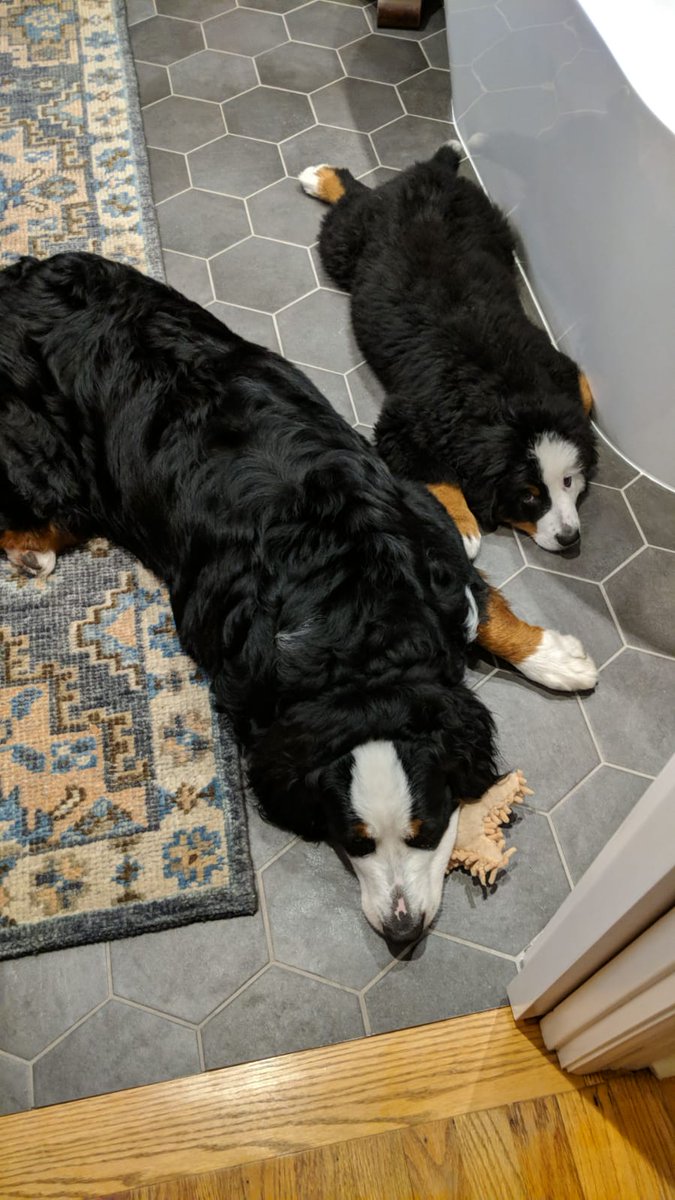 meansec's tweet photo. My duo of #DFIRdog for @likethecoins https://t.co/Bldq21s4mq