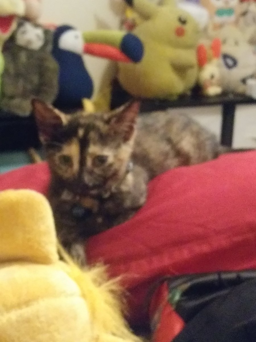 Gendeerfluidity's tweet photo. Sorry this is blurry, but look at this adorable princess #obithecat #sheevenlookedatmewhenicalledhername #bless https://t.co/cJXercURUo