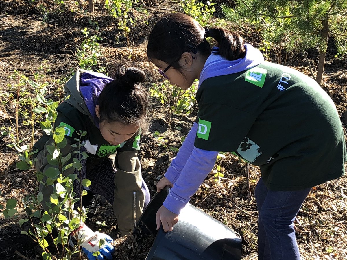 What a great day to plant 1100 trees for #TDTreeDays at the Richmond Terra Nova Park! #TDReadyCommitment @GaryAulakh_TD @ReneQuercia_TD @Denise_w_luk @kristyanneleong @Tricia_Whitwham