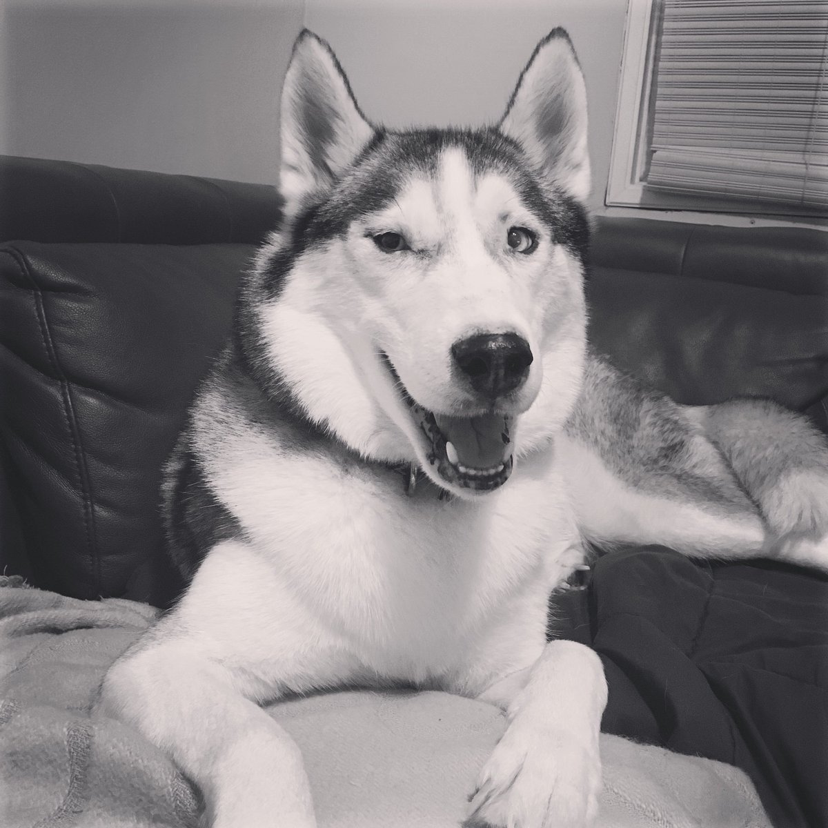 simbathehusky's tweet photo. #siberianhusky https://t.co/RwTY5jUYYg