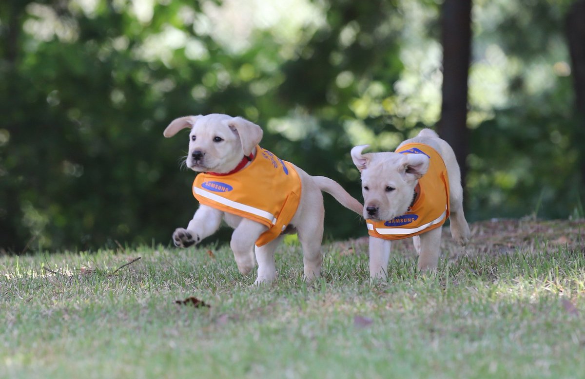 MydognSamsung's tweet photo. [안내견]오늘은 서른아홉번째 흰지팡이의날입니다. 천진,최고형제가 축하드려요. 시각장애인활동을 돕는 흰지팡이처럼 안내견도 언제나 곁에서 함께하는 친구들이랍니다. 안내견에도, 시각장애인 보행에도 많은 관심부탁드려요 https://t.co/Vplf5UUJFP
