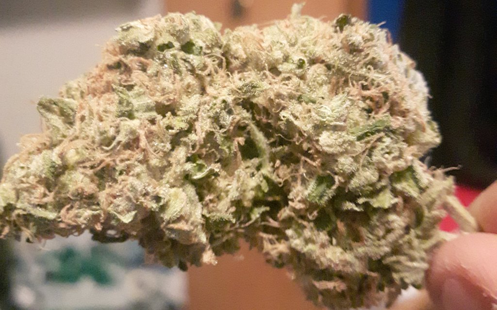 shinji_cjc's tweet photo. カナダ大麻合法化まであと3日。
このカウントダウンシリーズ、知らない人が「なんのカウントダウン？」って思う位RTお願いします。
今夜の品種はTHC Snow。インディカハイブリッド。正しくグロウされると名前から漂う雰囲気の通り強烈なエフェクトが待っている。その日の1発目にはオススメしませんw https://t.co/wSxrqQIvI0