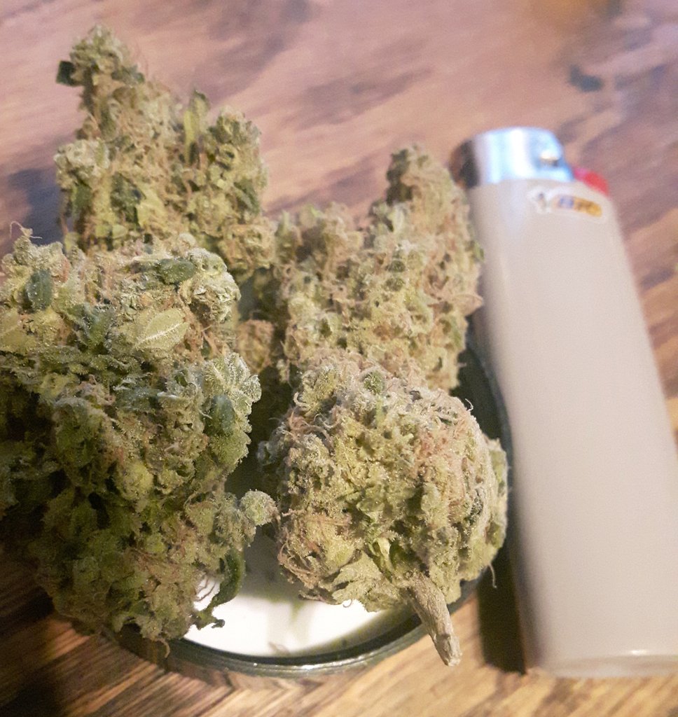 shinji_cjc's tweet photo. カナダ大麻合法化まであと3日。
このカウントダウンシリーズ、知らない人が「なんのカウントダウン？」って思う位RTお願いします。
今夜の品種はTHC Snow。インディカハイブリッド。正しくグロウされると名前から漂う雰囲気の通り強烈なエフェクトが待っている。その日の1発目にはオススメしませんw https://t.co/wSxrqQIvI0