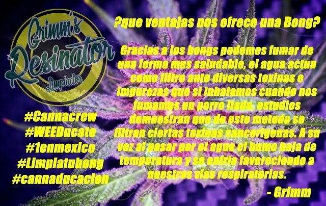 grimm_mx's tweet photo. #WEEDucate #cannaeducacion #limpiatubong #cannacrew #1enmexico #CannabisCommunity
Buenos Humos Carnalitos! https://t.co/HFFSwEBoJB