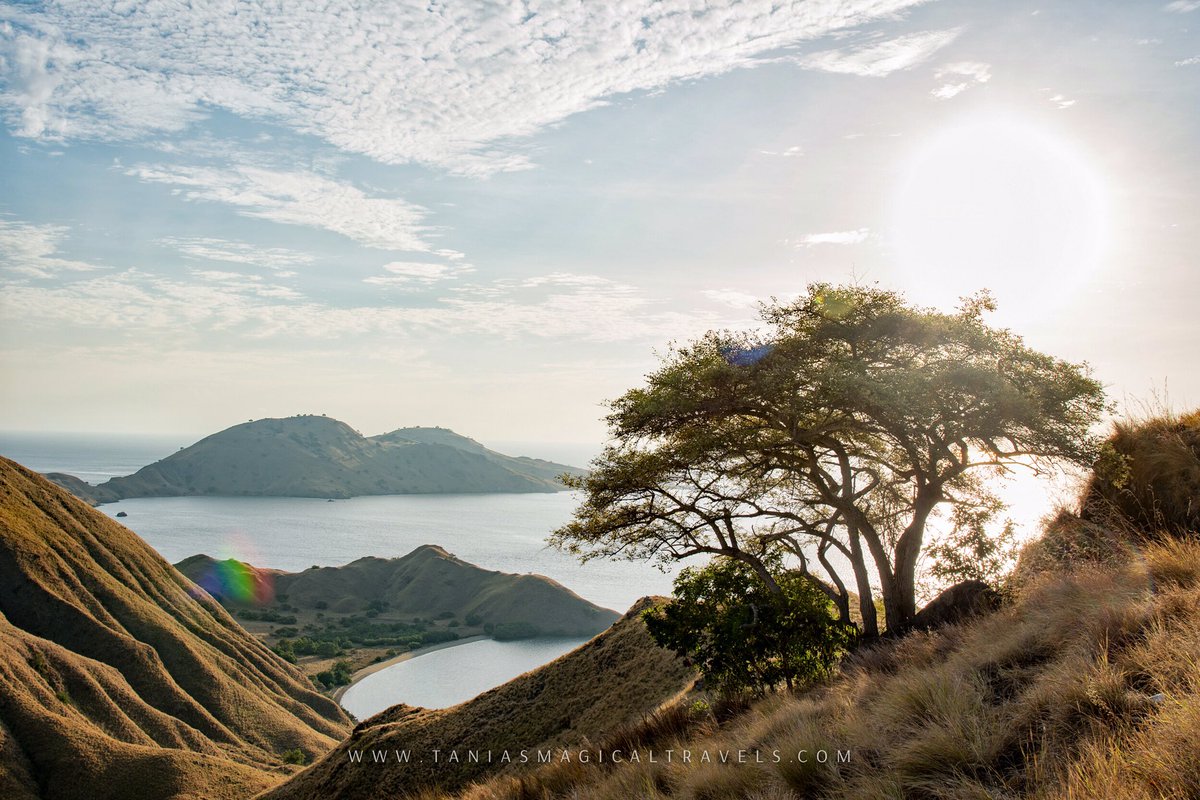 tMagicTravels's tweet photo. Sunrises in Komodo can be pretty amazing ... even with such dry land! 
📍Gili Lawa Darat @wondernesia #taniasmagicaltravels https://t.co/Kv4ZrrWqOz